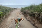 Un Foxhound Anglais sur un sentier