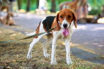 Un Foxhound Anglais tenu en laisse sur un terrain herbeux