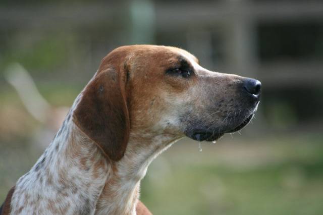 Photo Foxhound Anglais