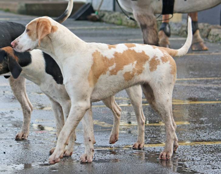 Photo Foxhound Anglais