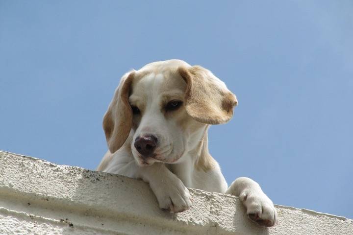 Photo Foxhound Anglais
