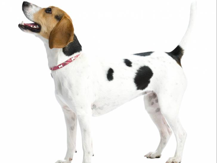 Photo Foxhound Anglais