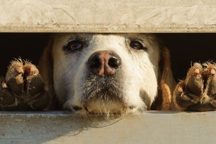Photo Foxhound Anglais