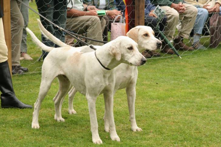 Photo Foxhound Anglais