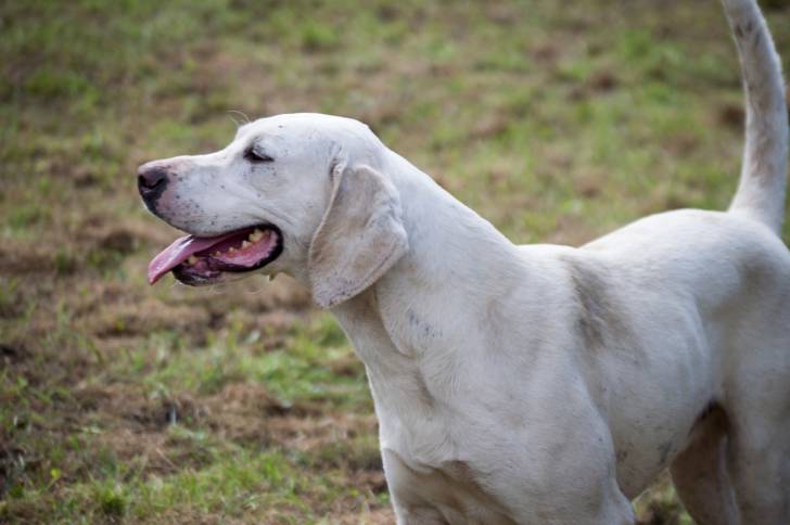 Photo Foxhound Anglais