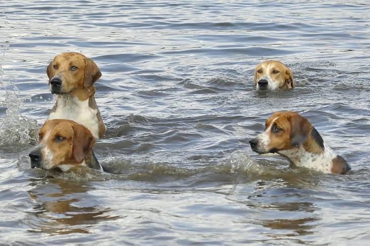 Photo Foxhound Anglais