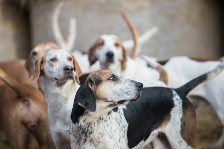 Photo Foxhound Anglais