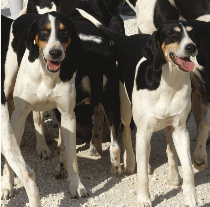 Photo Français Blanc et Noir