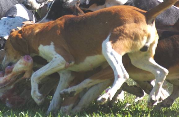 Le Français blanc et orange
