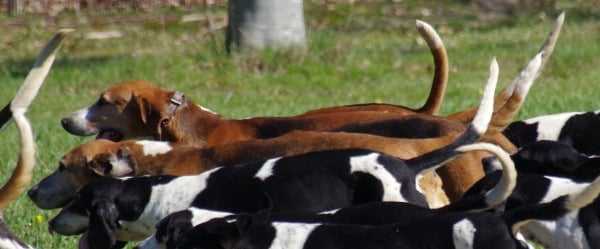 Photo Français Blanc et Orange