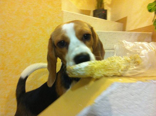 Photo Français Tricolore