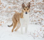 Photo Colley à Poil Court