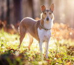 Photo Colley à Poil Court