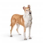 Photo Colley à Poil Court