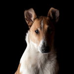 Photo Colley à Poil Court