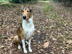 Un Colley &agrave; poil court assis sur un sol jonch&eacute; de feuilles mortes 