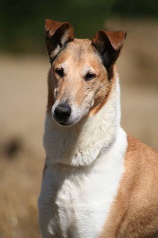 colley à poil court "smooth collie" - Colley à Poil Court