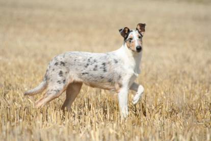 Les chiens à la peau fragile