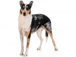 Un Colley &agrave; Poil Court sur fond blanc