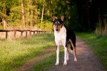 Un Colley à Poil Court sur un chemin de terre