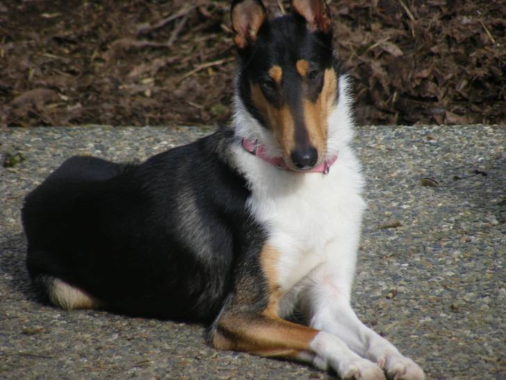 Starla - Colley à Poil Court Femelle (3 ans)