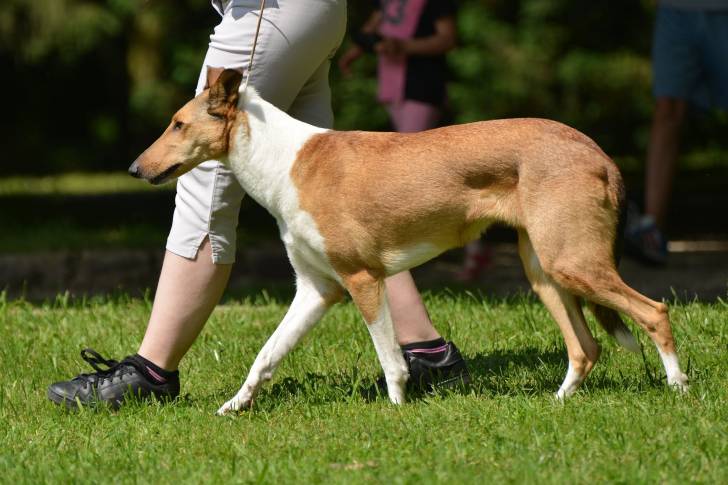 Photo Colley à Poil Court