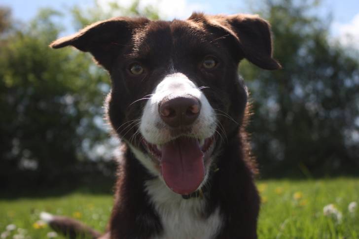 Photo Colley à Poil Court