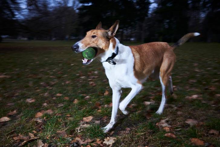 Photo Colley à Poil Court