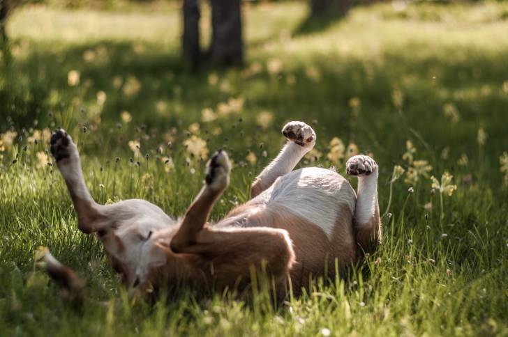 Photo Colley à Poil Court