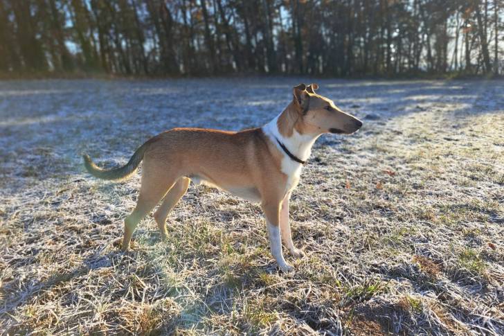 Un Colley à poil court sur un terrain herbeux et portant un collier autour du cou
