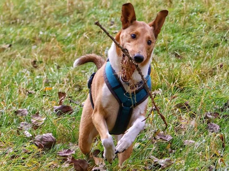 Un Colley à poil court courant sur une surface herbacée et portant un harnais 