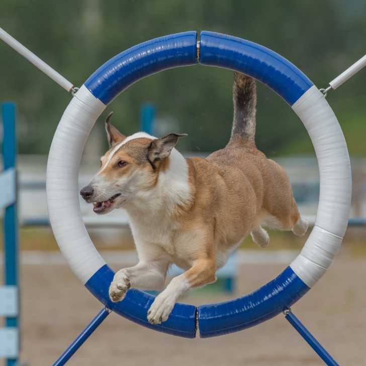 Photo Colley à Poil Court