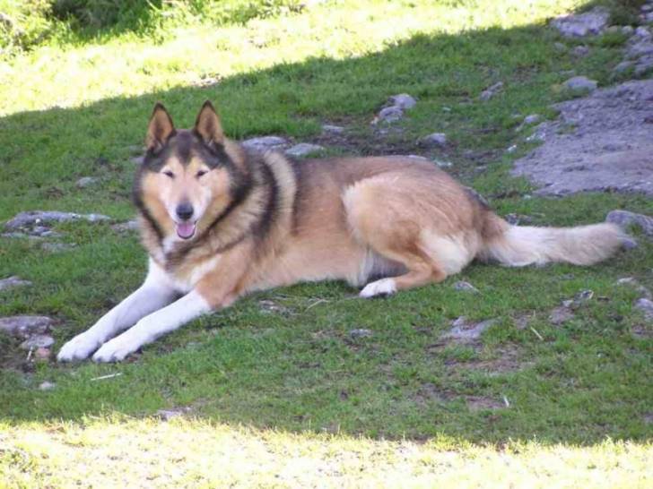 Photo Tania : Colley à poil court femelle (5 ans) Photo Tania : Colley à poil court femelle (5 ans)