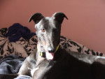 Lee - Greyhound Mâle (4 ans)