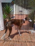 Arena - Greyhound (2 ans)