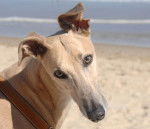 Leela - Greyhound (1 an)