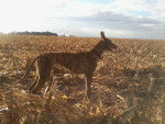 mafalda - Greyhound (3 ans)