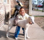 luna - Greyhound (10 mois)