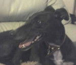 ziva & baby mosy. bff x - Greyhound (6 ans)