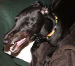 Lee - Greyhound Mâle (4 ans)