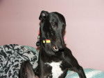 Lee - Greyhound Mâle (4 ans)