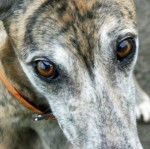 Duchess - Greyhound (12 ans)