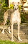 Pandora - Flash's girlfriend - Greyhound (4 ans)