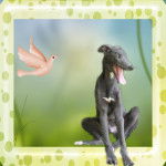 kassiopée - Greyhound (3 mois)