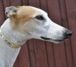 Kobe - Greyhound Mâle (4 ans)