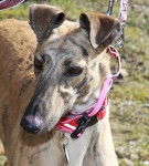 Gia - Greyhound (5 ans)