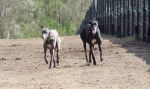 Photo Greyhound