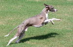 Photo Greyhound
