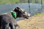 Photo Greyhound