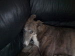 Freida - Greyhound (11 ans)